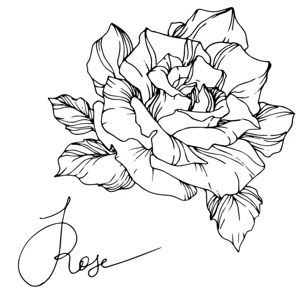 Gyönyörű Vektor Rózsa Virág Elszigetelt Fehér Background Fekete Fehér Gravírozott — Stock Vector