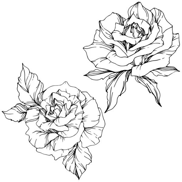 Beautiful Vector Rose Flowers Isolated White Background Black White Engraved — Stock Vector