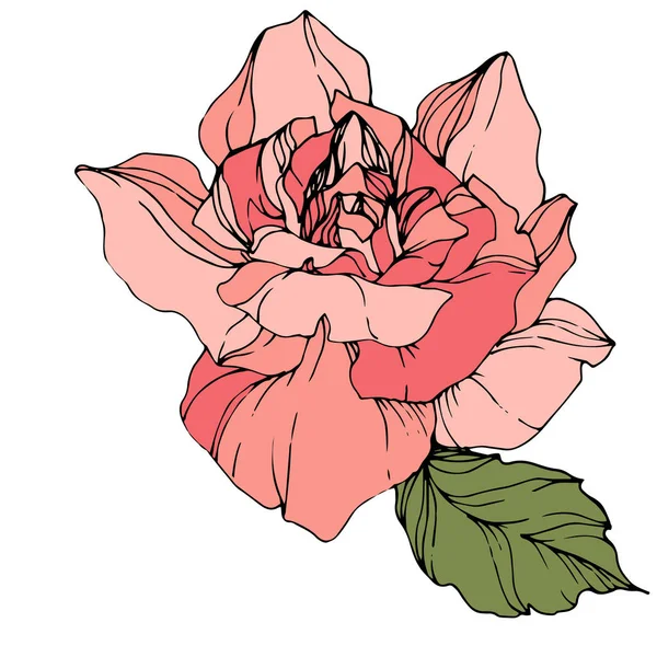 Schöne Rosa Rose Blume Isoliert Auf Weiß Rosenillustrationselement Tuschebilder — Stockvektor