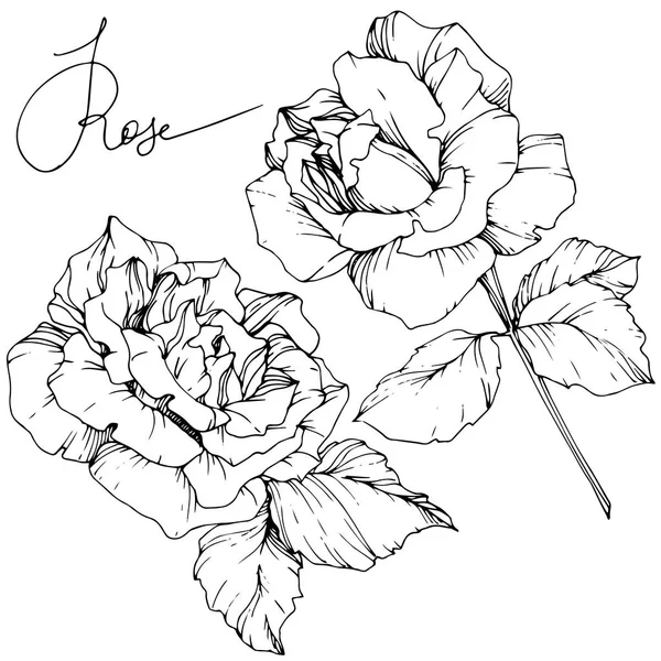 Hermosas Flores Rosas Vector Aisladas Sobre Fondo Blanco Arte Tinta — Vector de stock