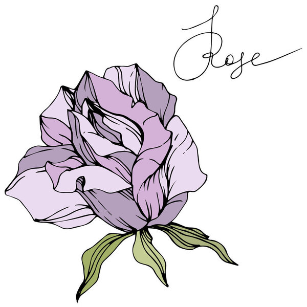 Vector. Beautiful purple rose flower with green leaves isolated on white background. Engraved ink art.
