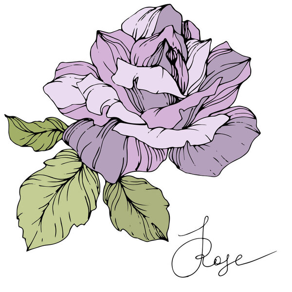Vector. Beautiful purple rose flower with green leaves isolated on white background. Engraved ink art.