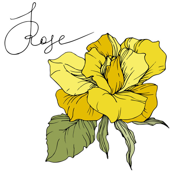 Beautiful yellow rose flower with green leaves. Isolated rose illustration element. Engraved ink art.
