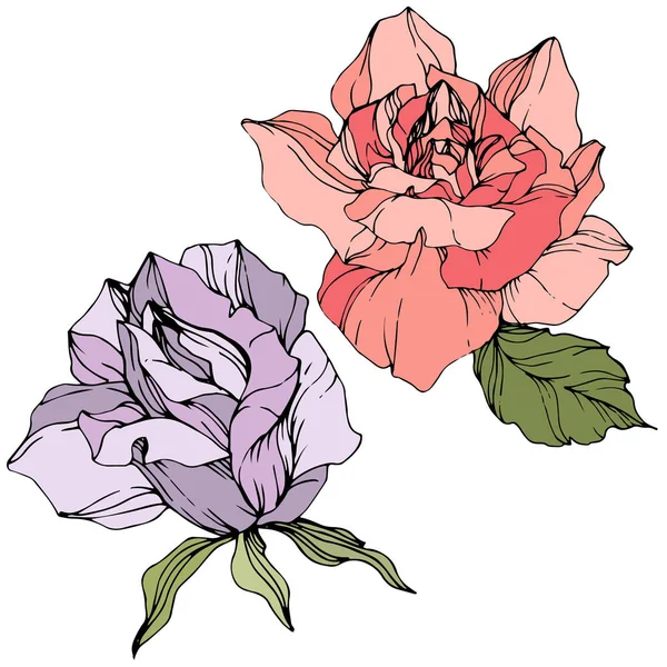 Vektor Bunga Mawar Ungu Dan Merah Muda Dengan Daun Hijau - Stok Vektor
