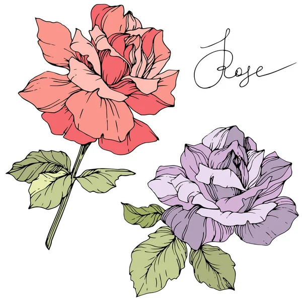 紫色和粉红色的玫瑰花与绿叶隔离在白色背景 雕刻的水墨艺术 — 图库矢量图片
