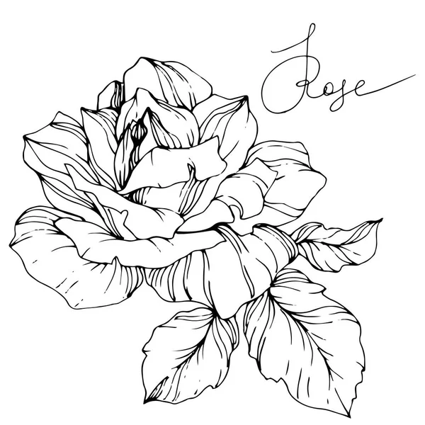 美しいベクター バラの花は 白い背景で隔離 黒と白の刻まれたインク アート — ストックベクタ
