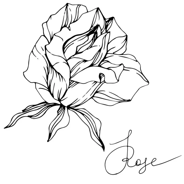 Belle Fleur Vectorielle Rose Isolée Sur Fond Blanc Encre Gravée — Image vectorielle