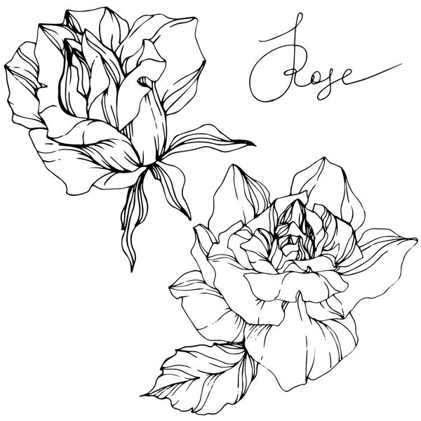 Beautiful vector rose flowers isolated on white background. Black and white engraved ink art.