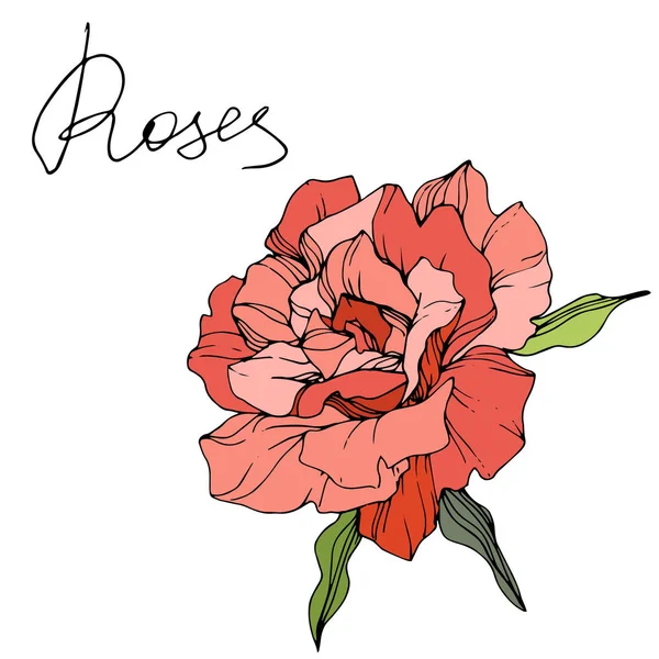 Hermosa Flor Rosa Coral Con Hojas Verdes Aisladas Sobre Fondo — Vector de stock