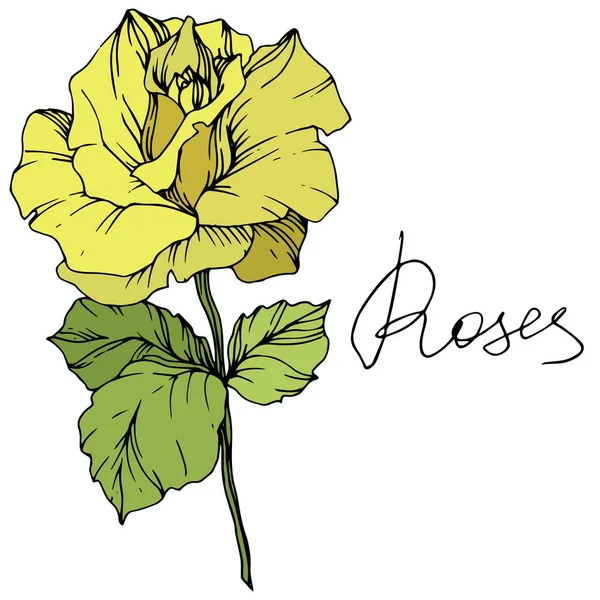 Belle Fleur Rose Jaune Aux Feuilles Vertes Elément Illustration Isolé — Image vectorielle