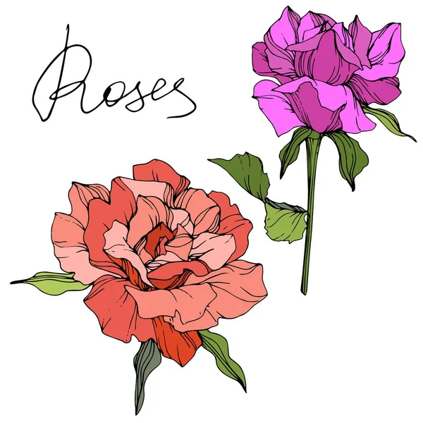 Vector Flores Color Púrpura Rosa Coral Con Hojas Verdes Aisladas — Archivo Imágenes Vectoriales