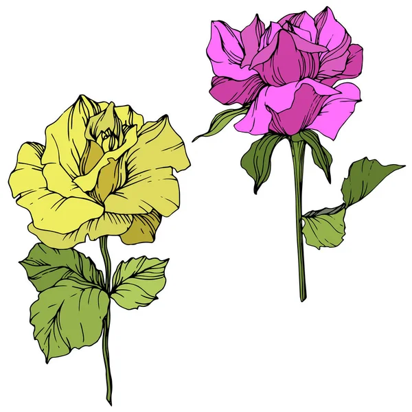 Hermosas Flores Rosas Amarillas Púrpuras Aisladas Blanco Elemento Ilustrativo Rosas — Vector de stock