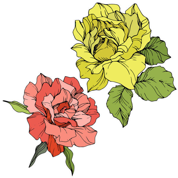 Beautiful red and yellow rose flowers isolated on white. Roses illustration element. Engraved ink art.