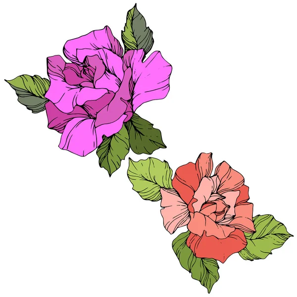 Vector Flores Color Púrpura Rosa Coral Con Hojas Verdes Aisladas — Vector de stock