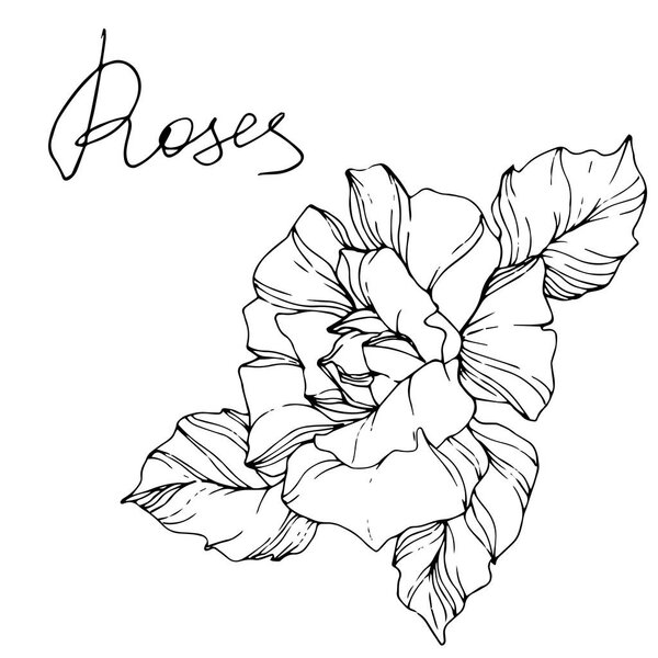 Vector. Rose flower isolated illustration element on white background. Black and white engraved ink art