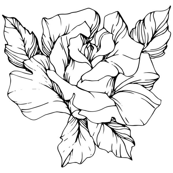 Вектор. Розовый цветок изолированный элемент иллюстрации на белом фоне. Черно-белая гравировка

