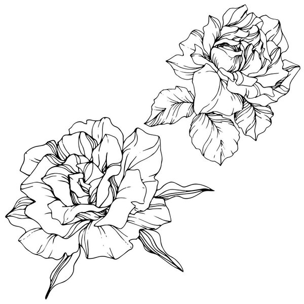 Vector. Rose flowers isolated illustration element on white background. Black and white engraved ink art