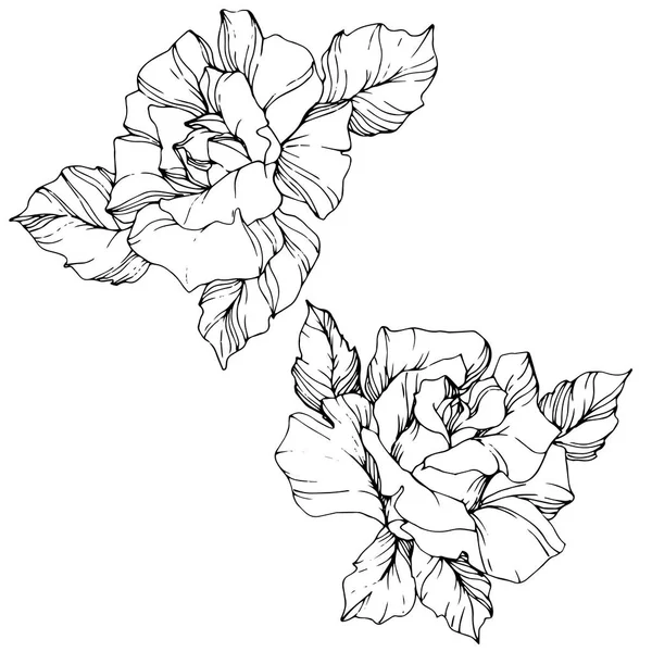 玫瑰花在白色背景被隔绝的例证元素 黑白雕刻水墨艺术 — 图库矢量图片