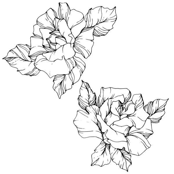 Vector Roze Bloemen Geïsoleerde Illustratie Element Witte Achtergrond Zwart Wit — Stockvector