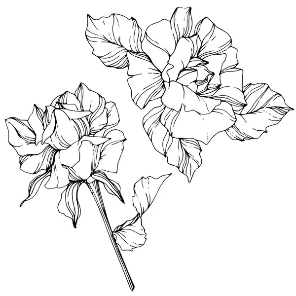 玫瑰花在白色背景被隔绝的例证元素 黑白雕刻水墨艺术 — 图库矢量图片