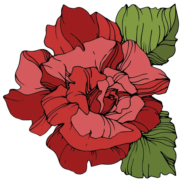 Vector Red Rose Flower Green Leaves Isolated White Background Engraved — Stock Vector
