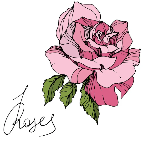 Belle Fleur Rose Rose Isolée Sur Blanc Elément Illustration Rose — Image vectorielle