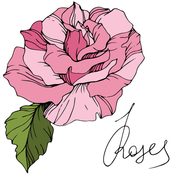 Цветок розовой розы изолирован от белого. Элемент иллюстрации розы. Гравировка чернил
.