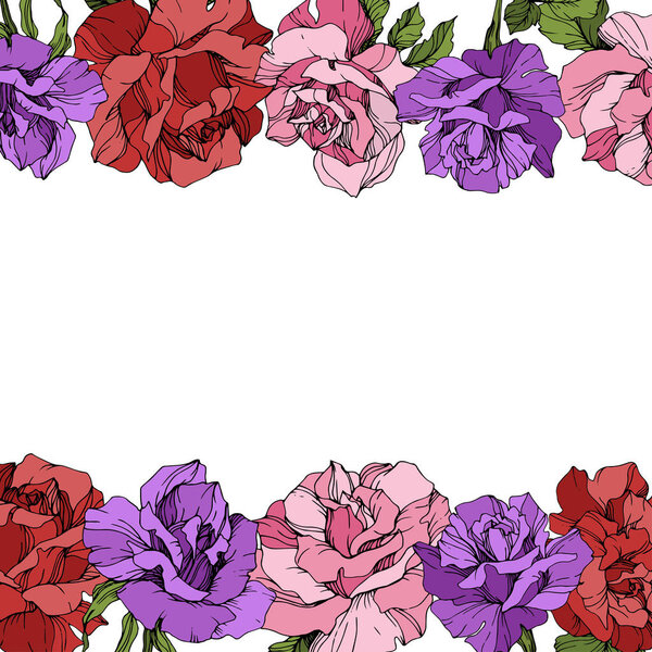 Вектор. Цветки розы на белом фоне. Красные, фиолетовые и розовые розы с гравировкой
.