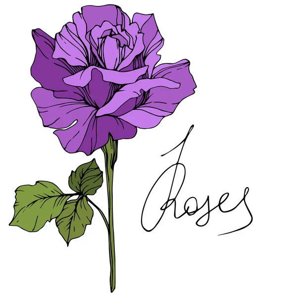 ベクトル 白い背景に分離された緑の葉で美しい紫のバラの花 刻まれたインク アート — ストックベクタ