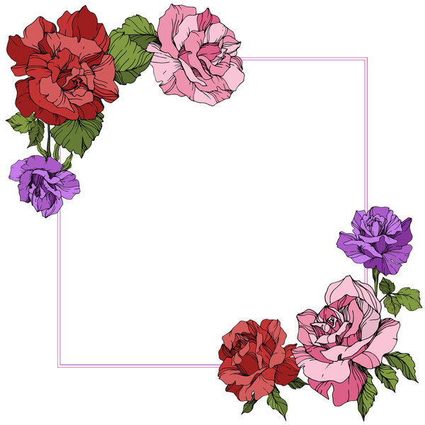 Vector. Rose flowers floral square on white background. Red, purple and pink roses engraved ink art.