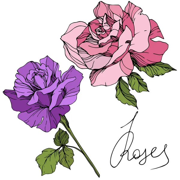 Vector Flores Rosa Púrpura Rosa Con Hojas Verdes Aisladas Sobre — Vector de stock