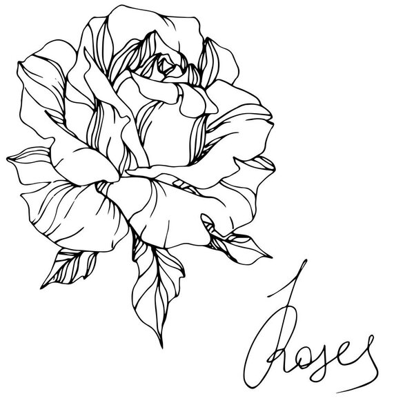 Beautiful vector rose flower isolated on white background. Black and white engraved ink art.
