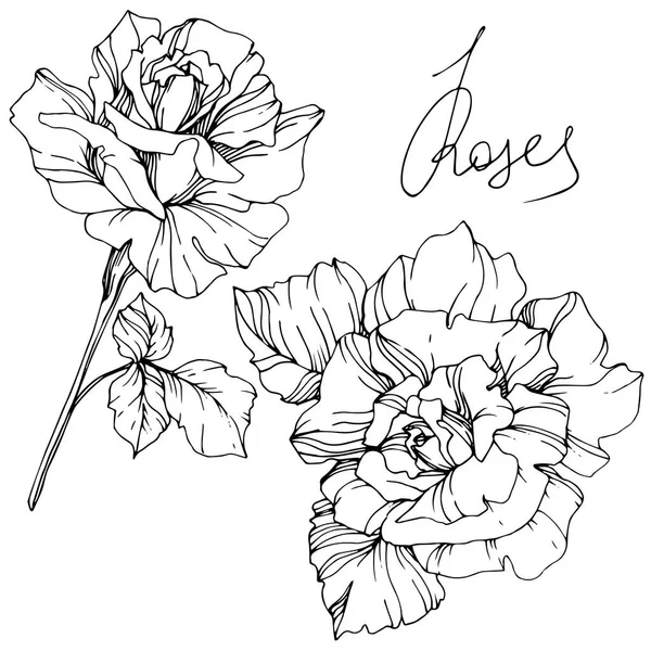 Hermosas Flores Rosas Vector Aisladas Sobre Fondo Blanco Arte Tinta — Archivo Imágenes Vectoriales