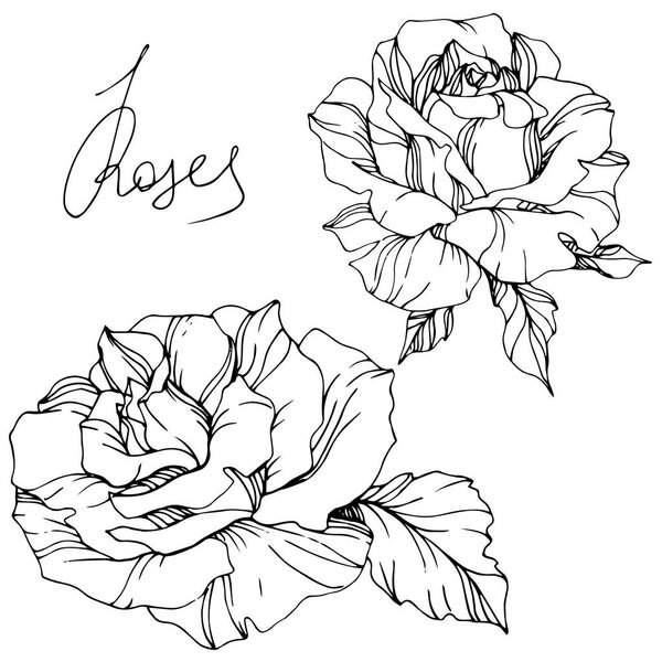 Beautiful vector rose flowers isolated on white background. Black and white engraved ink art.