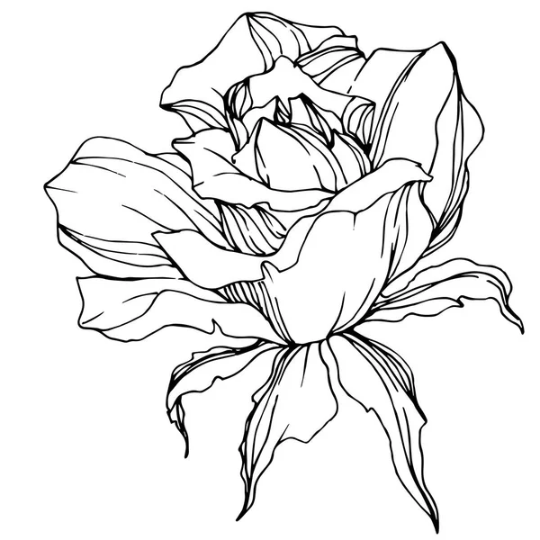 Beautiful vector rose flower isolated on white background. Black and white engraved ink art. — Stock Illustration Beautiful Vector Rose Flower Isolated White Background Black White Engraved Vector Graphics