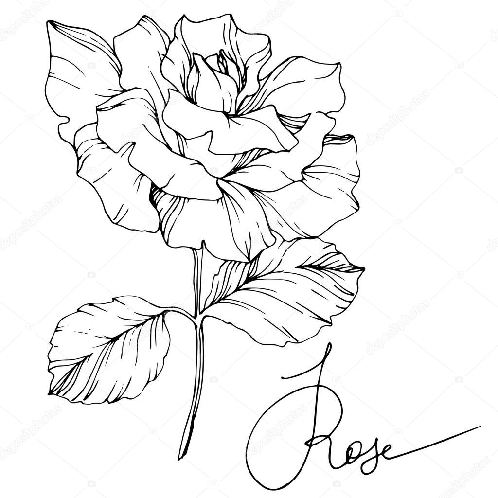 Beautiful vector rose flower isolated on white background. Black and white engraved ink art.
