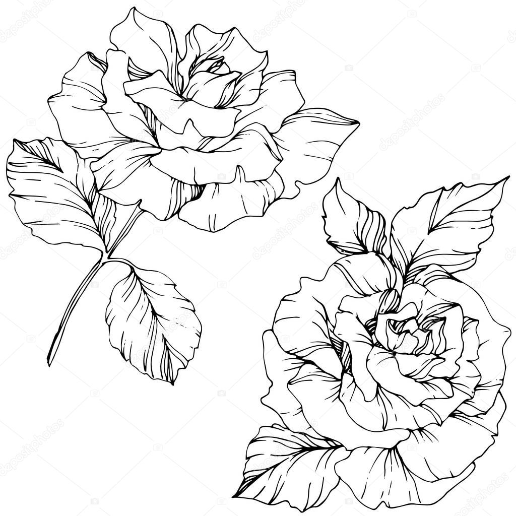 Beautiful vector rose flowers isolated on white background. Black and white engraved ink art.