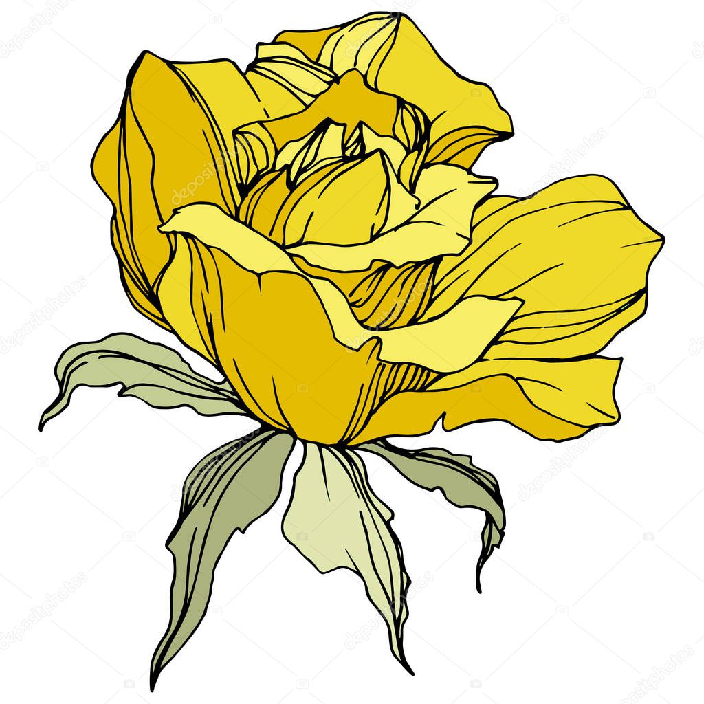 Beautiful yellow rose flower with green leaves. Isolated rose illustration element. Engraved ink art.