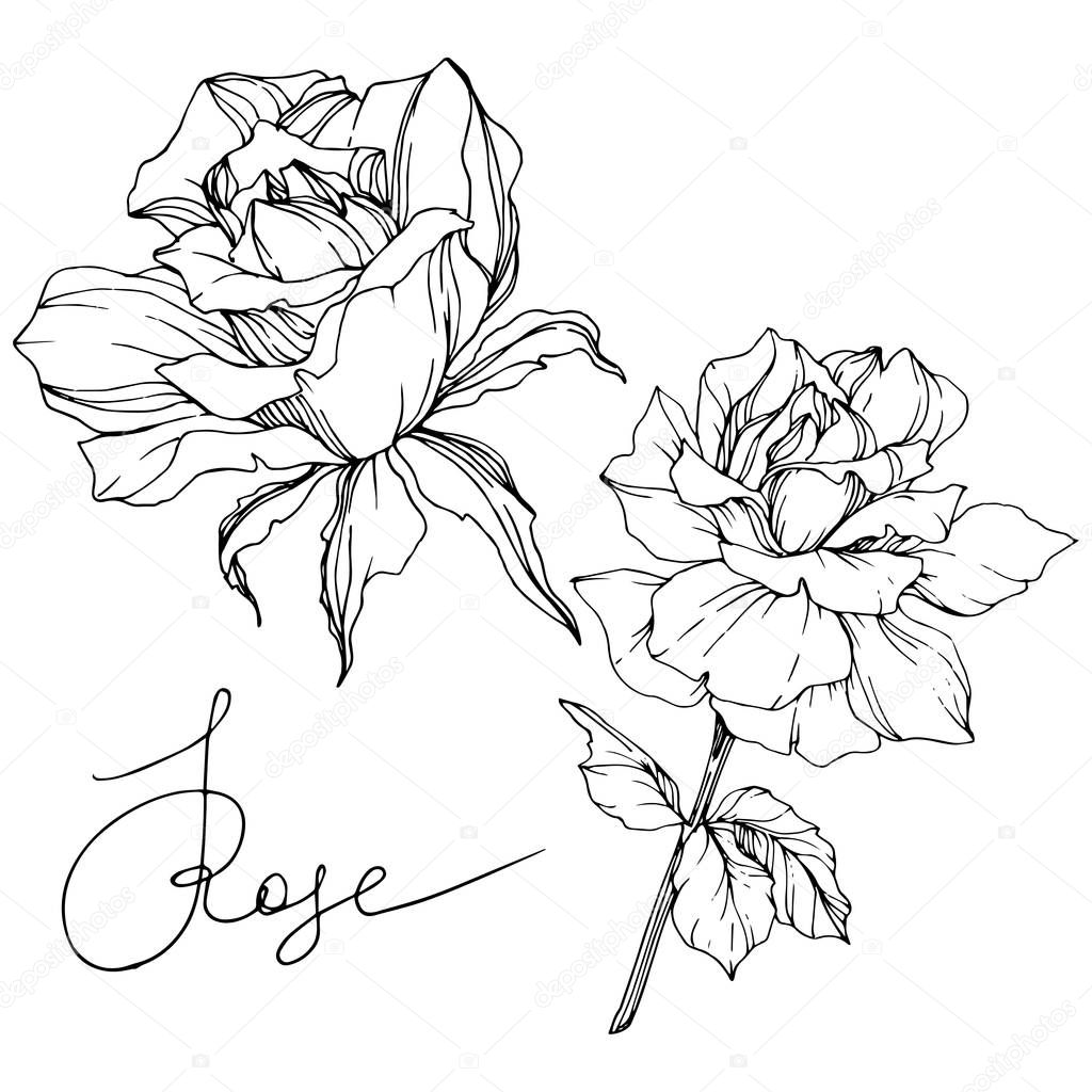 Beautiful vector rose flowers isolated on white background. Black and white engraved ink art.