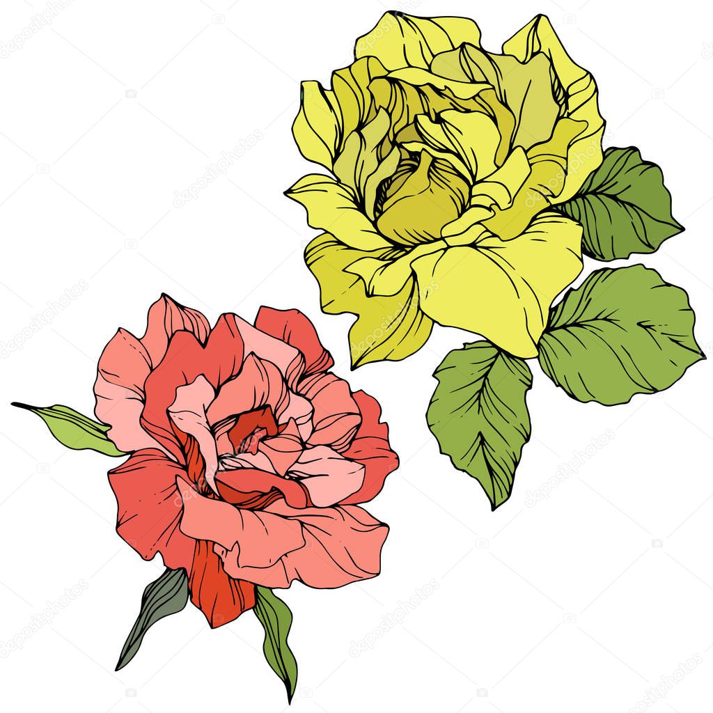 Beautiful red and yellow rose flowers isolated on white. Roses illustration element. Engraved ink art.