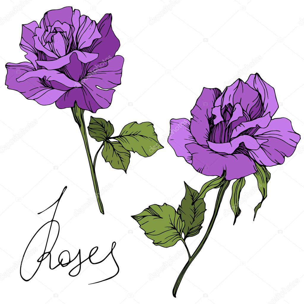 Vector. Beautiful purple rose flowers with green leaves isolated on white background. Engraved ink art.