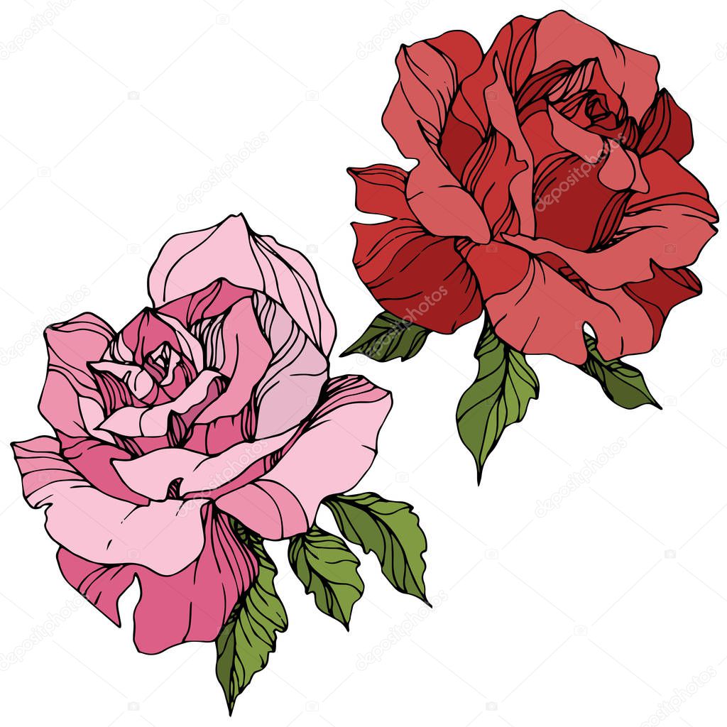 Vector. Pink and red rose flowers with green leaves isolated on white background. Engraved ink art.