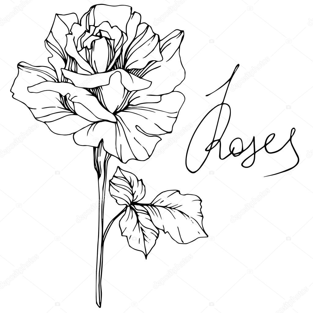 Beautiful vector rose flower isolated on white background. Black and white engraved ink art.