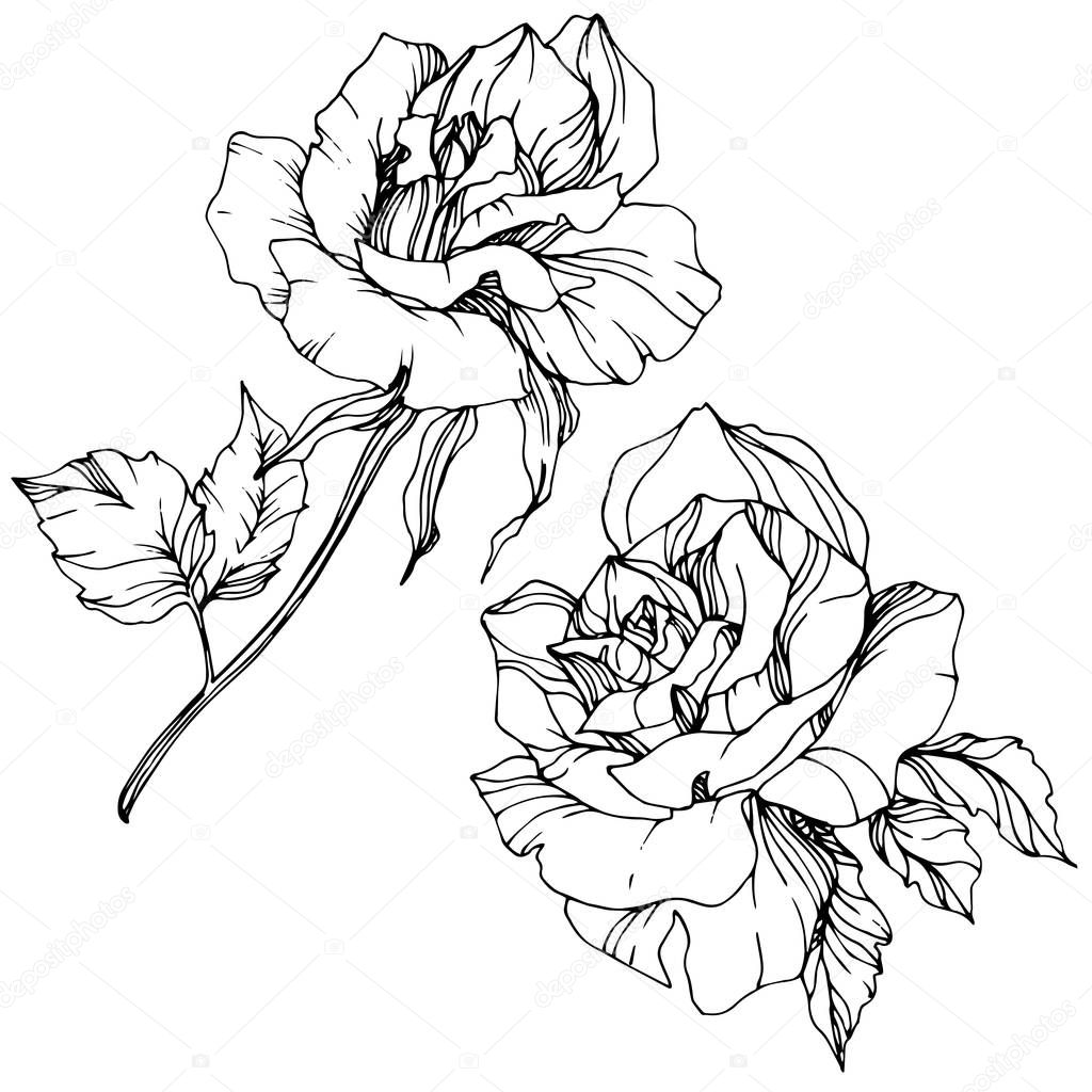 Beautiful vector rose flowers isolated on white background. Black and white engraved ink art.