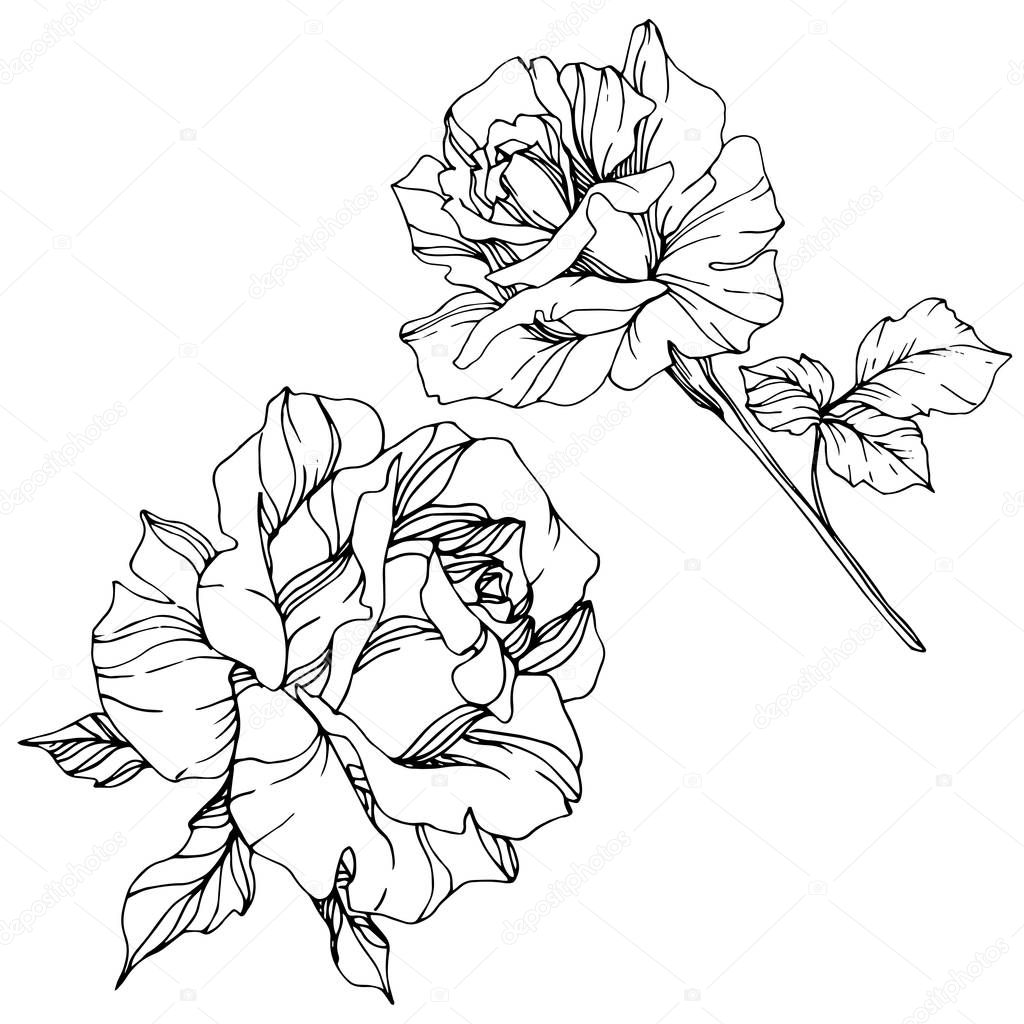 Beautiful vector rose flowers isolated on white background. Black and white engraved ink art.