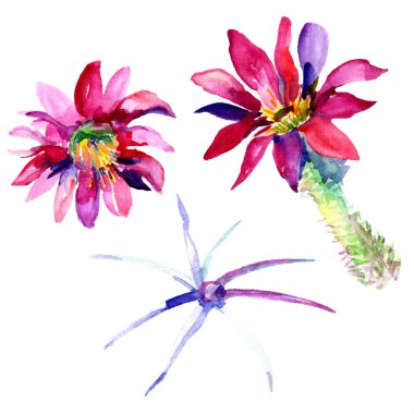 Yeşil kaktüs çiçek. Suluboya çizim moda aquarelle izole. İzole kaktüsler illüstrasyon öğesi.