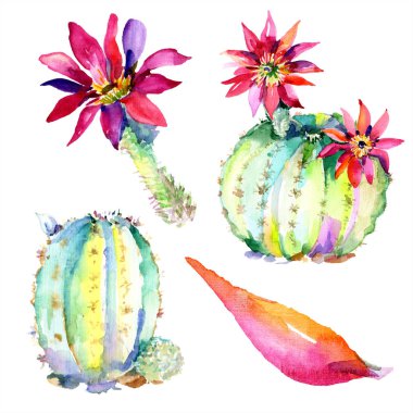Pembe çiçekli yeşil kaktüsler. Suluboya çizim moda aquarelle izole. İzole kaktüsler illüstrasyon öğesi.
