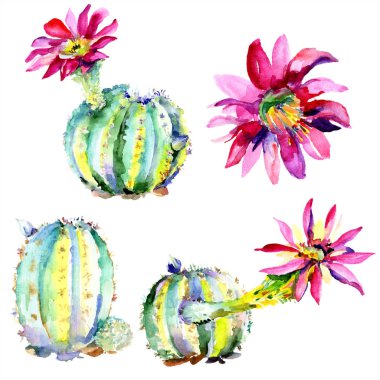 Pembe çiçekli yeşil kaktüsler. Suluboya çizim moda aquarelle izole. İzole kaktüsler illüstrasyon öğesi.