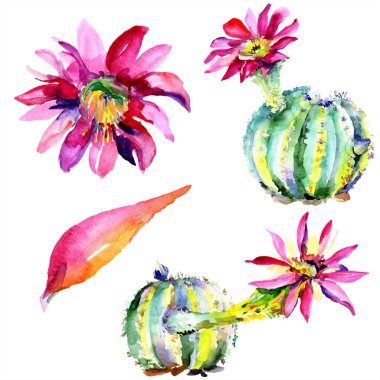 Pembe çiçekli yeşil kaktüsler. Suluboya çizim moda aquarelle izole. İzole kaktüsler illüstrasyon öğesi.