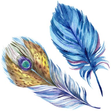 Colorful watercolor feathers isolated on white illustration elements.